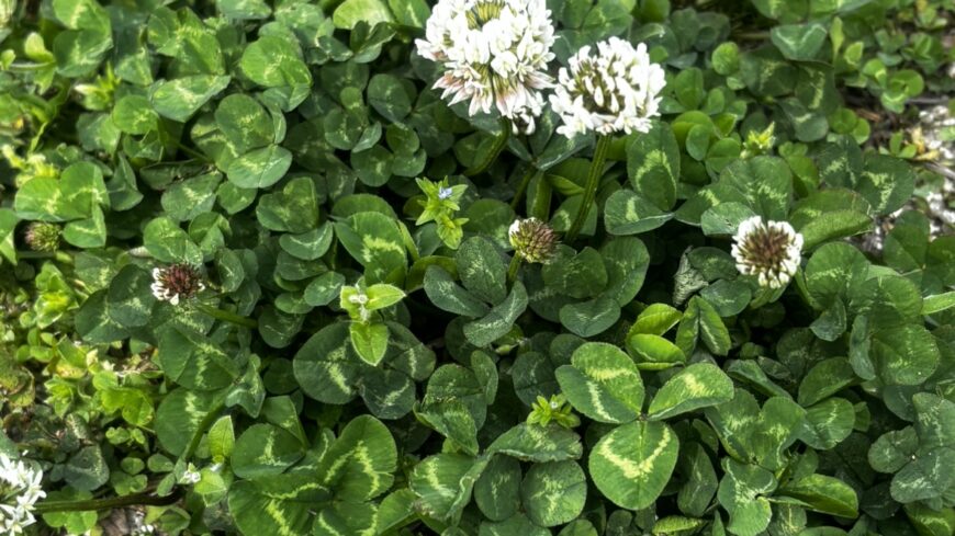 🍀公園でのひととき🐤🌸